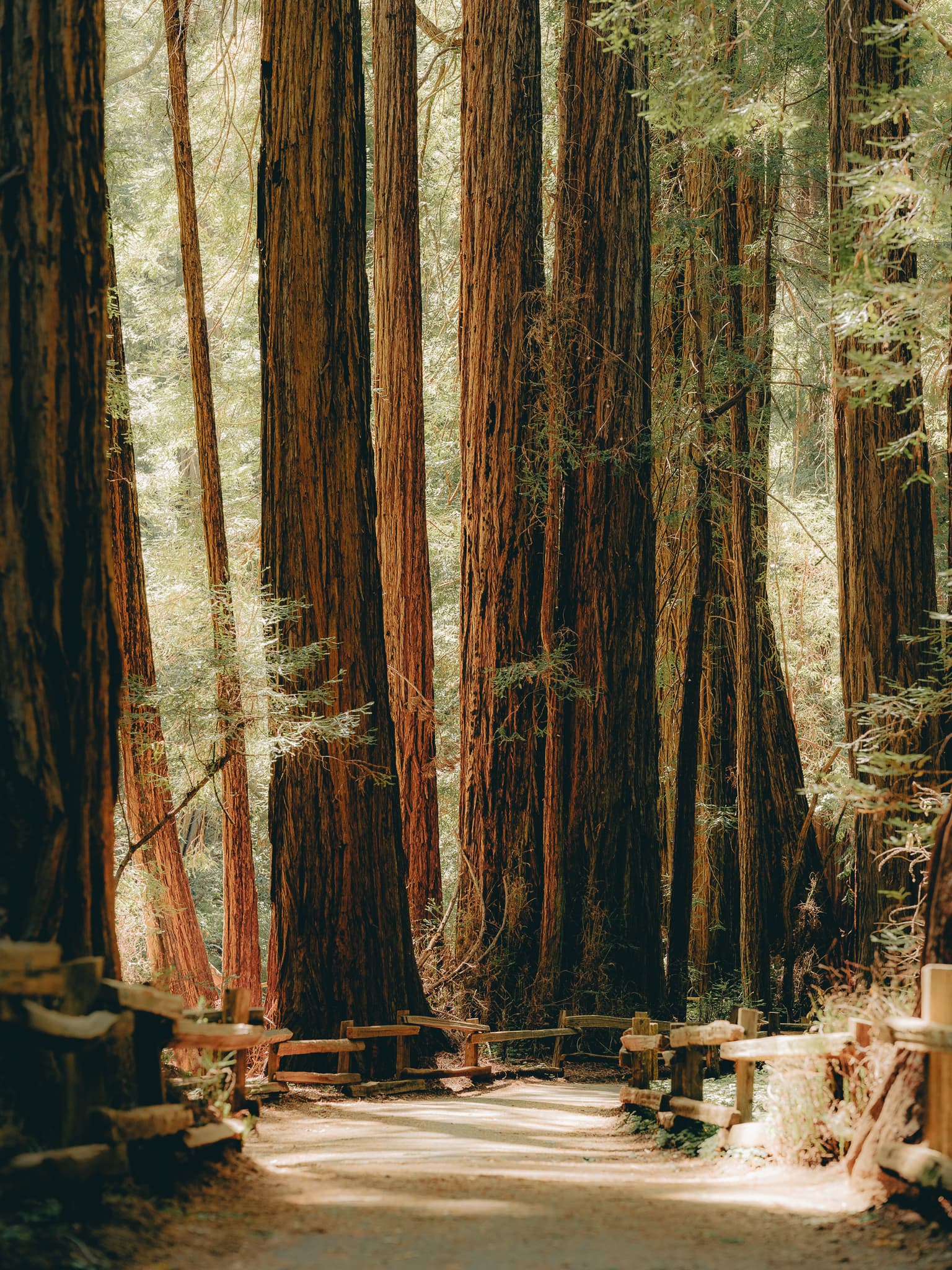 Coastal redwood trunks in filtered light at Muir Woods